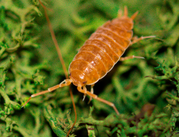 Powder/Party Mix Isopods