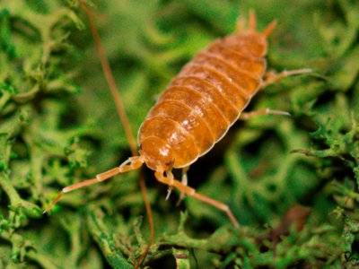 Powder/Party Mix Isopods
