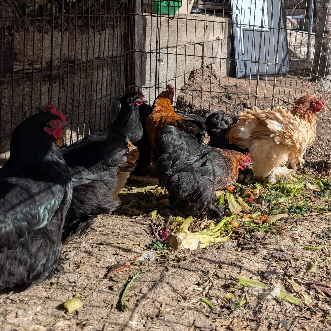 Young Bantam Cochin hens