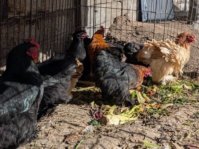Young Bantam Cochin hens