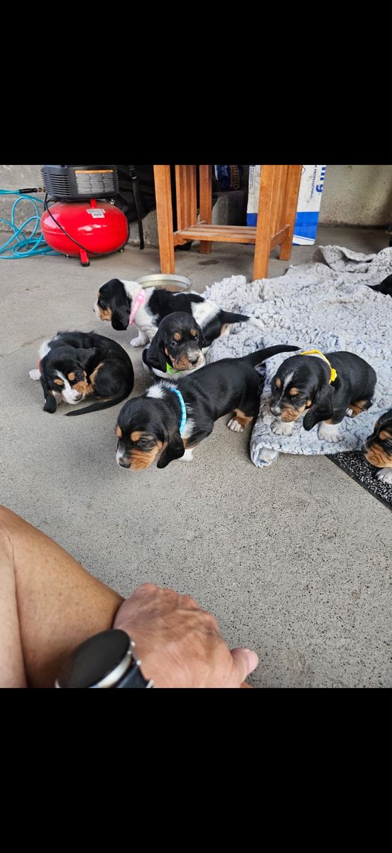 Bassett hound puppies