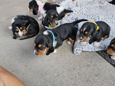 Bassett hound puppies