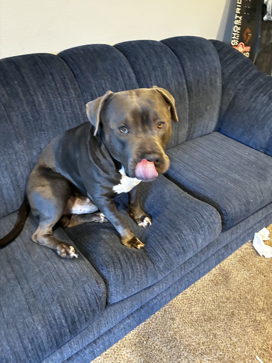 Male Blue Nose XL Bully