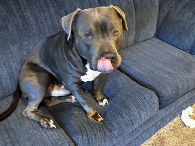 Male Blue Nose XL Bully