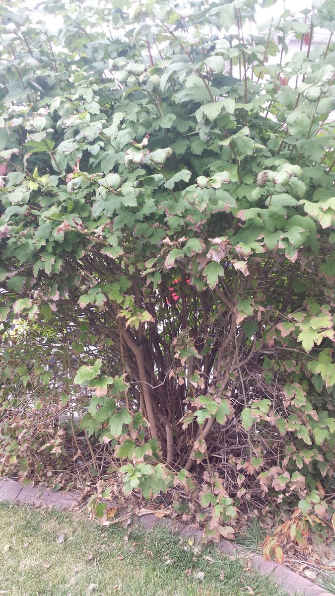 Choke cherry delicious juice tree$5 -$15 if you dig out, few free small)