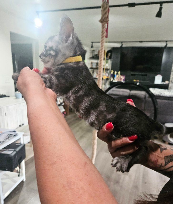 RARE: Charcoal Bengal Kittens 1-Year Health Guarantee | HCM Tested | TICA Registered | Champion Bloodlines