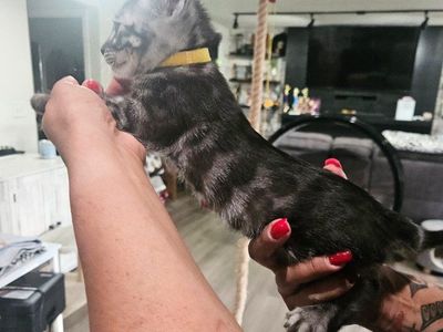 RARE: Charcoal Bengal Kittens 1-Year Health Guarantee | HCM Tested | TICA Registered | Champion Bloodlines