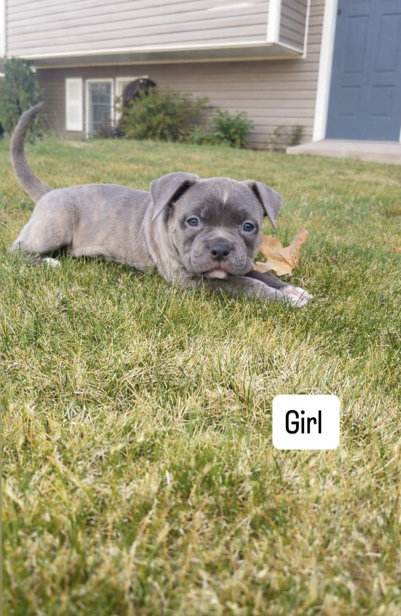 American Micro/pocket Bullies