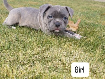 American Micro/pocket Bullies