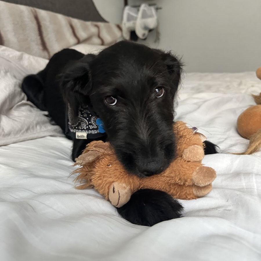 Black Labradoodle Puppy 