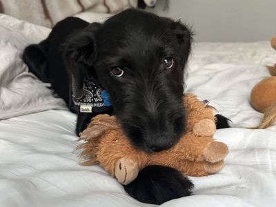 Black Labradoodle Puppy
