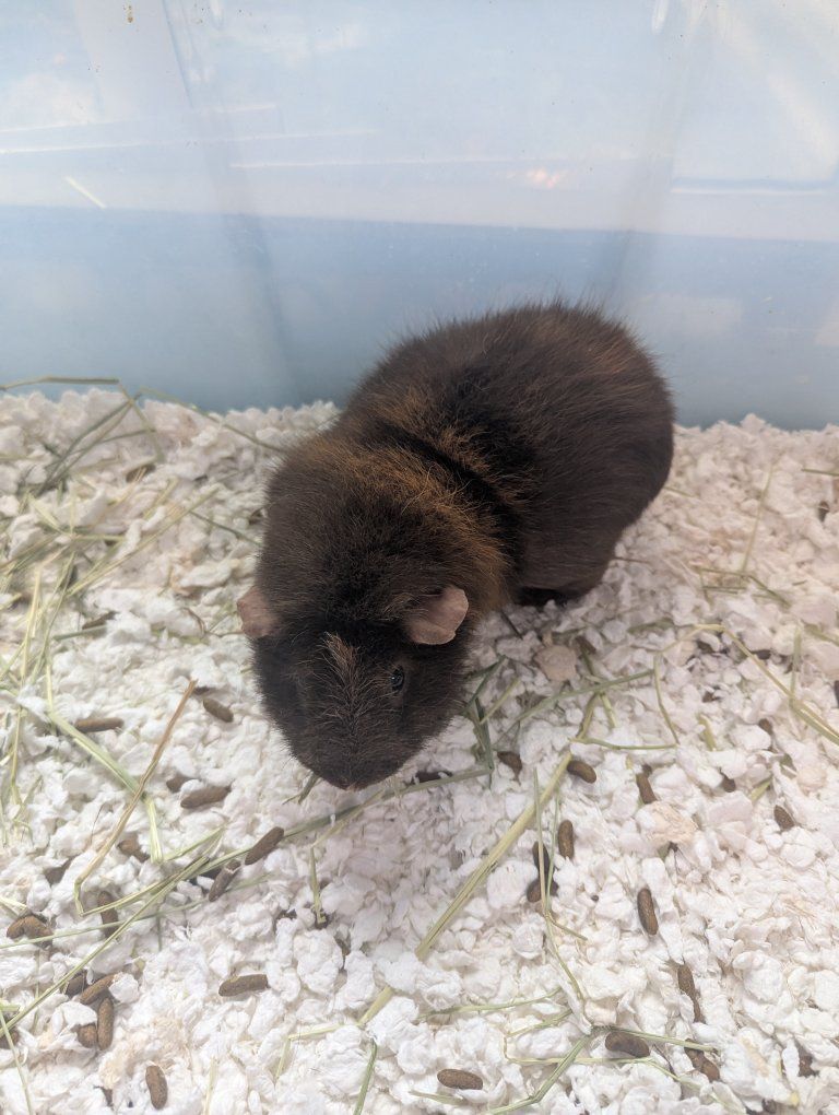 male Guinea pig free