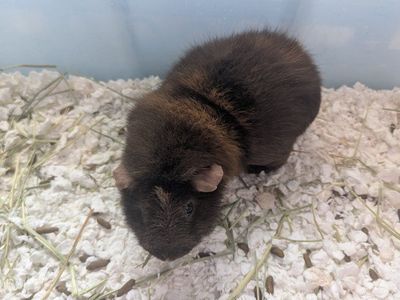 male Guinea pig free