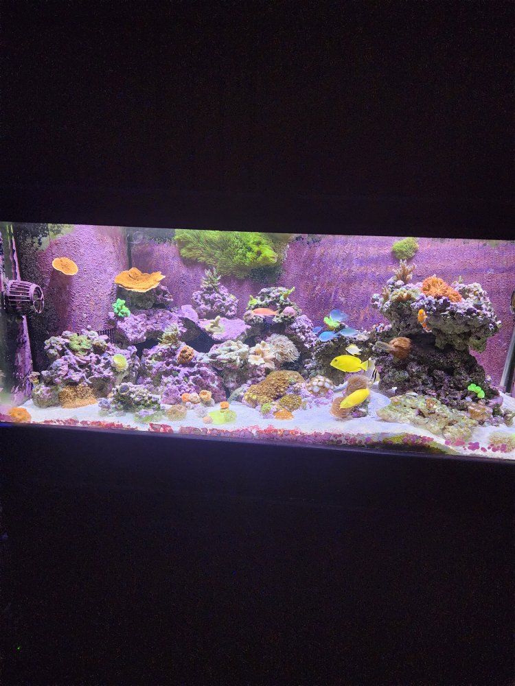 Used 75-Gallon Reef Ready Fish Tank with Sump, Stand,canopy