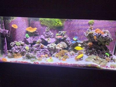 Used 75-Gallon Reef Ready Fish Tank with Sump, Stand,canopy