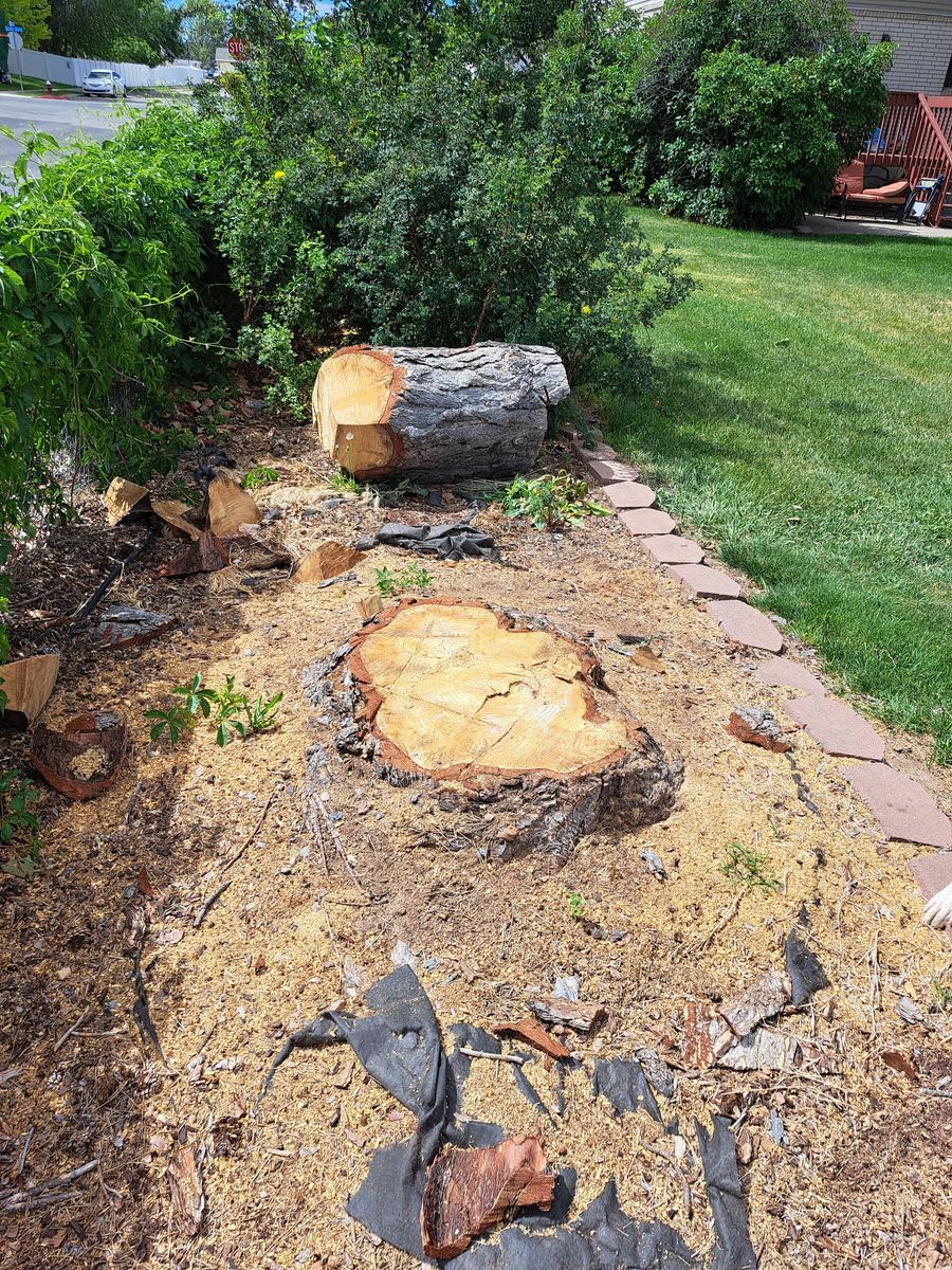 Free Firewood