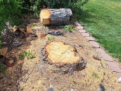 Free Firewood