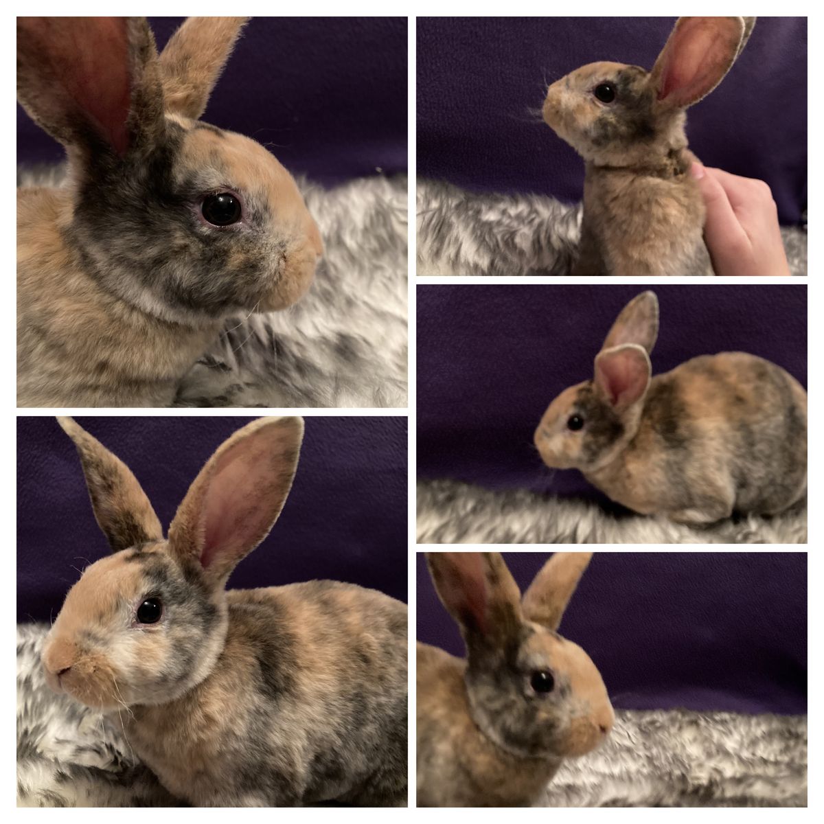 Adorable male purebred mini rex bunny!