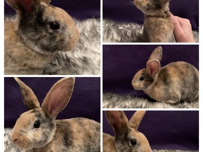 Adorable male purebred mini rex bunny!