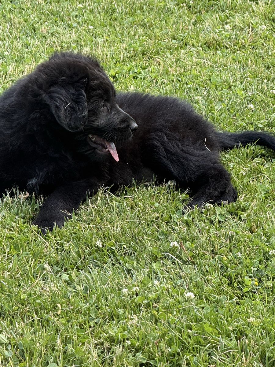 Adorable Golden Retriever-Shepherd puppy for sale - Sweet, Playful, and Ready for a Forever Home!