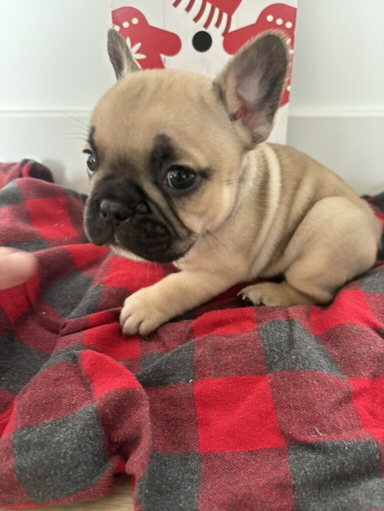 French BullDog Puppies