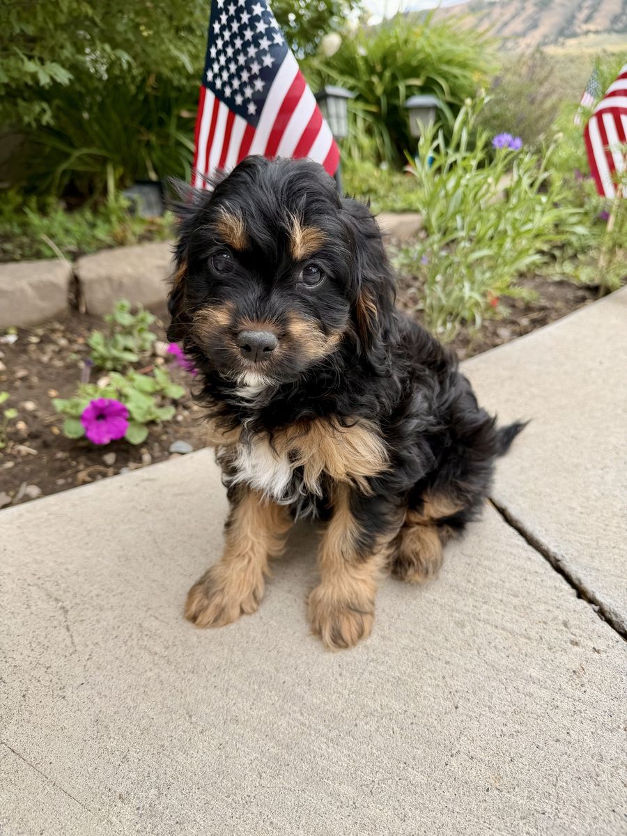 F1b Cavapoo Boy Ready Now!