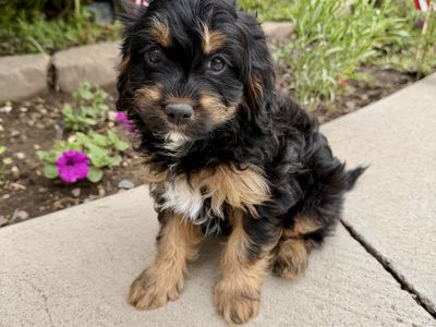 F1b Cavapoo Boy Ready Now!