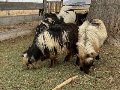 2 Nigerian Dwarf billy goats