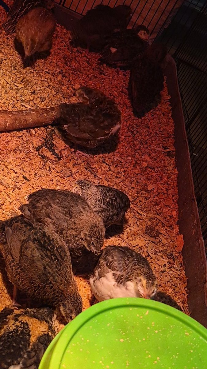 Young Quail for Sale - Perfect for Pet, Poultry, or Homesteading 3 weeks old