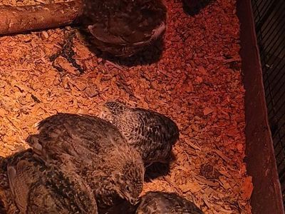 Young Quail for Sale - Perfect for Pet, Poultry, or Homesteading 3 weeks old