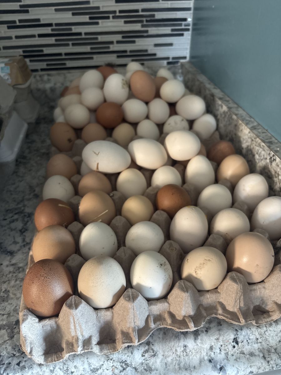 Farm Fresh Eggs