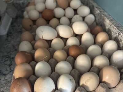Farm Fresh Eggs