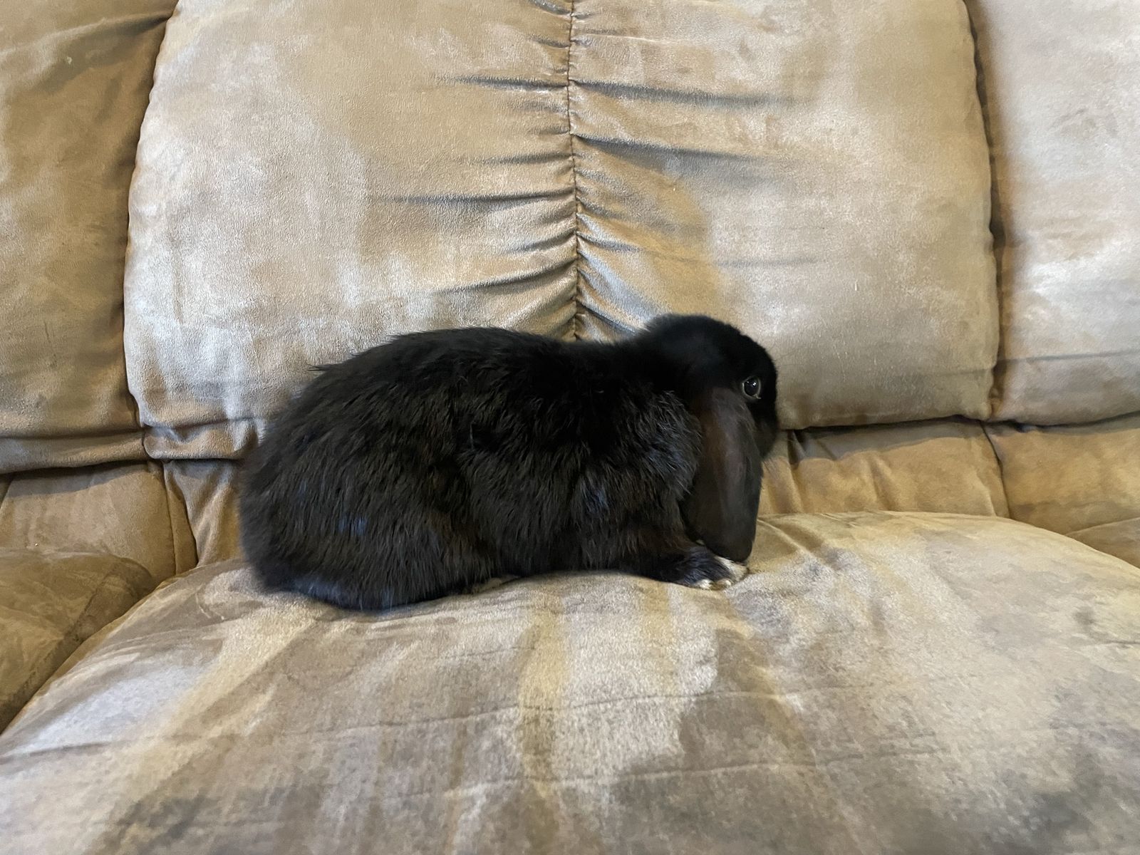 Holland Lop Buck 