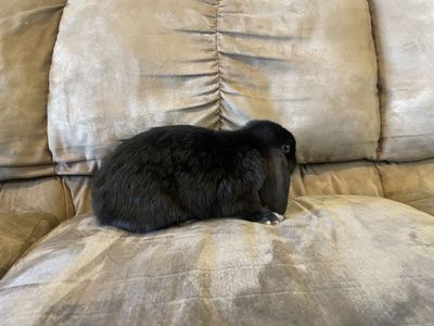 Holland Lop Buck