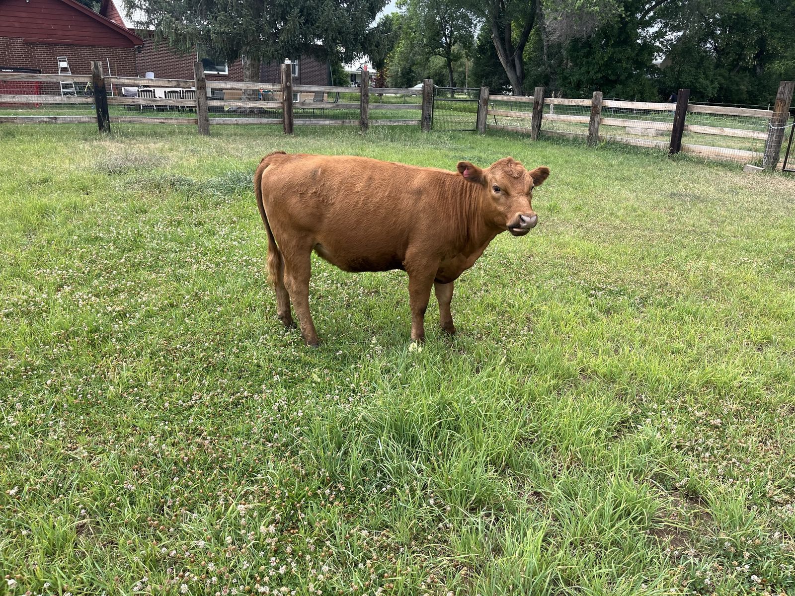 Red Angus/lowline Heifer