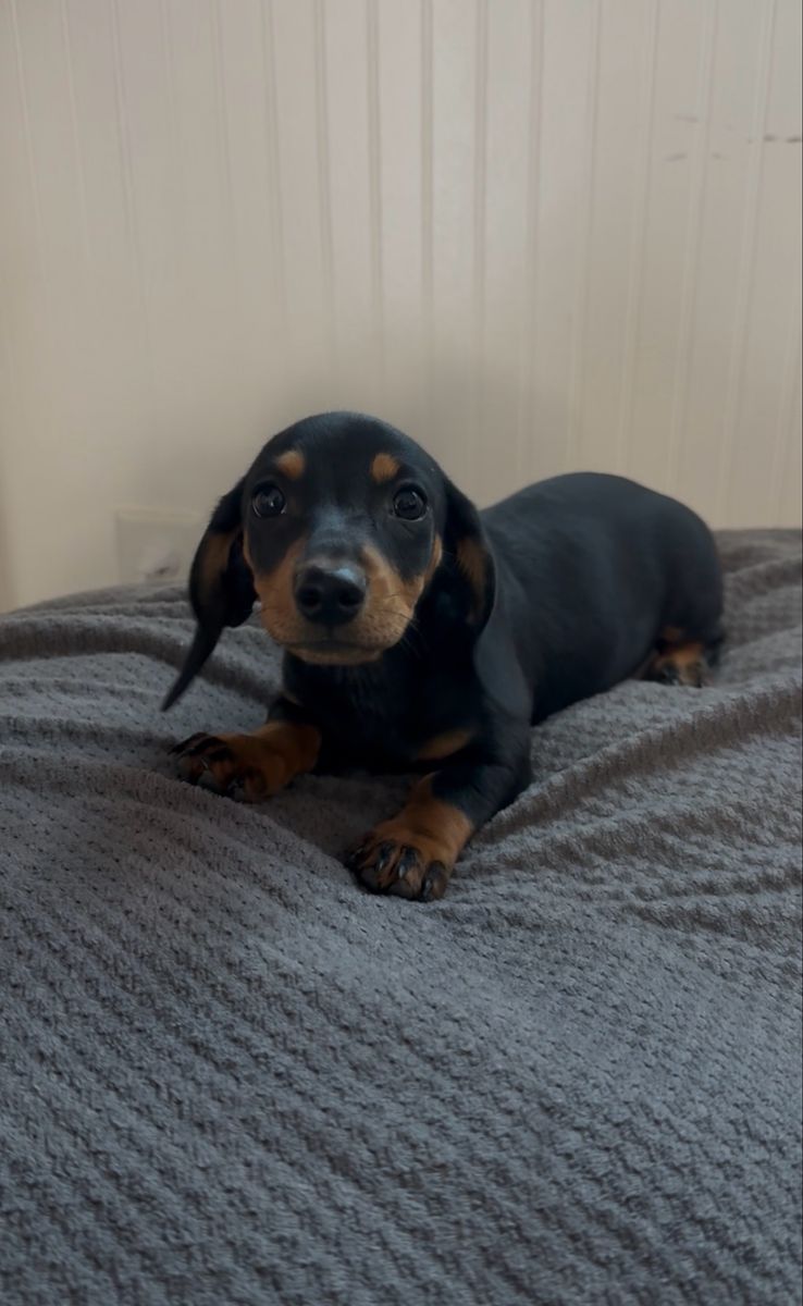 Purebred Miniature Dachshund Puppy - Black and Tan
