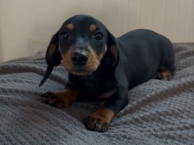Purebred Miniature Dachshund Puppy - Black and Tan