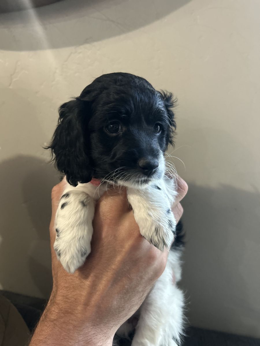 F1B Mini Cockapoo Puppies, Ready to Go! | Vaccinated, Microchipped & Dewormed