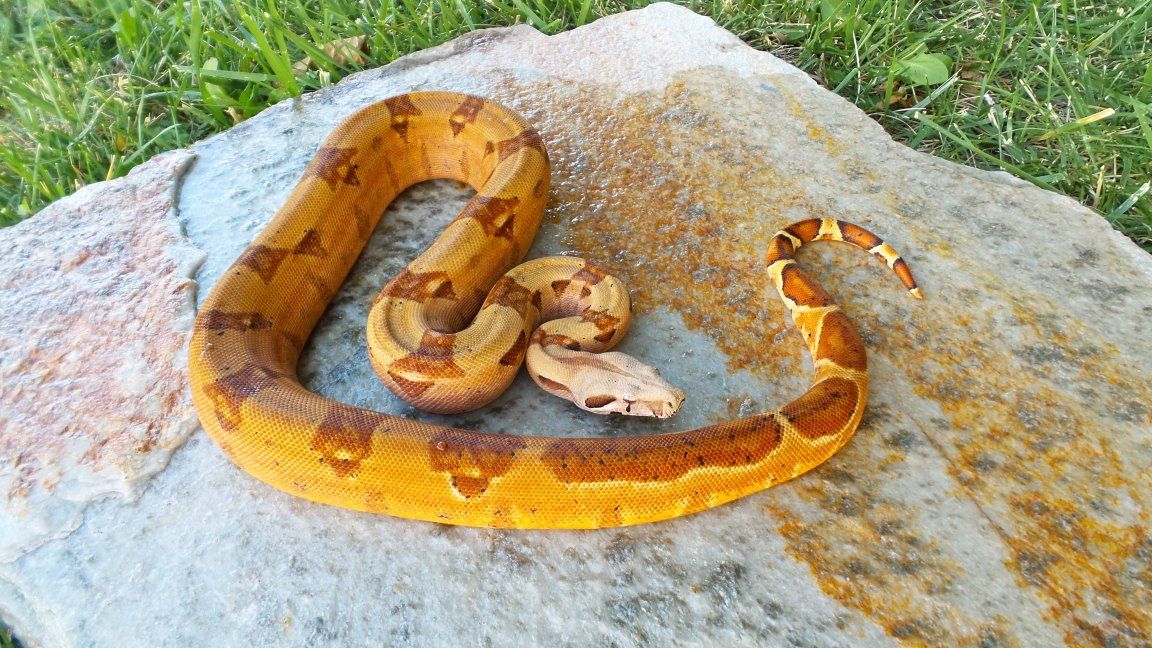 hypo pinkbelly white-wall (sal) jungle het Vpi T pinkpanther  male ( Ruben)