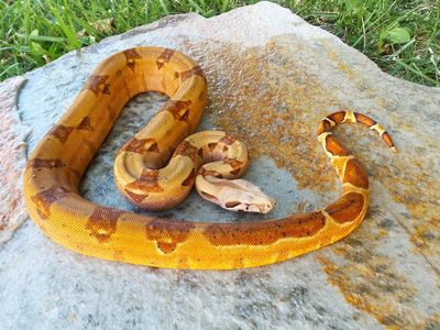 hypo pinkbelly white-wall (sal) jungle het Vpi T pinkpanther male ( Ruben)