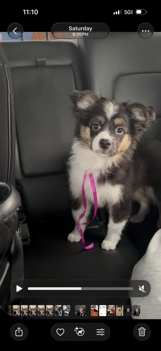 Miniature Australian shepherd AKC