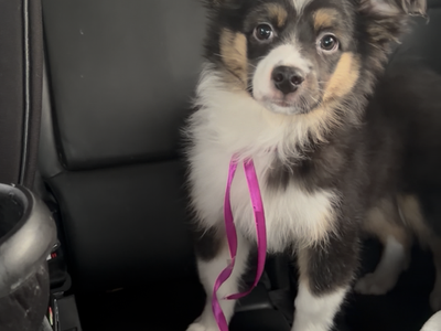 Miniature Australian shepherd AKC