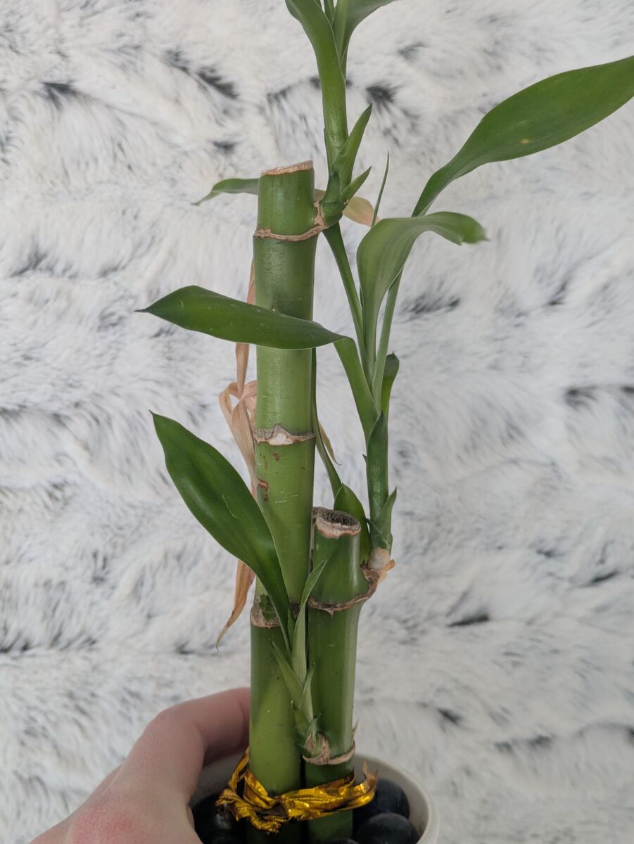 Lucky bamboo, Thanksgiving/Christmas cactus, vigero dieffenbachia maculata vesuvius, house plants
