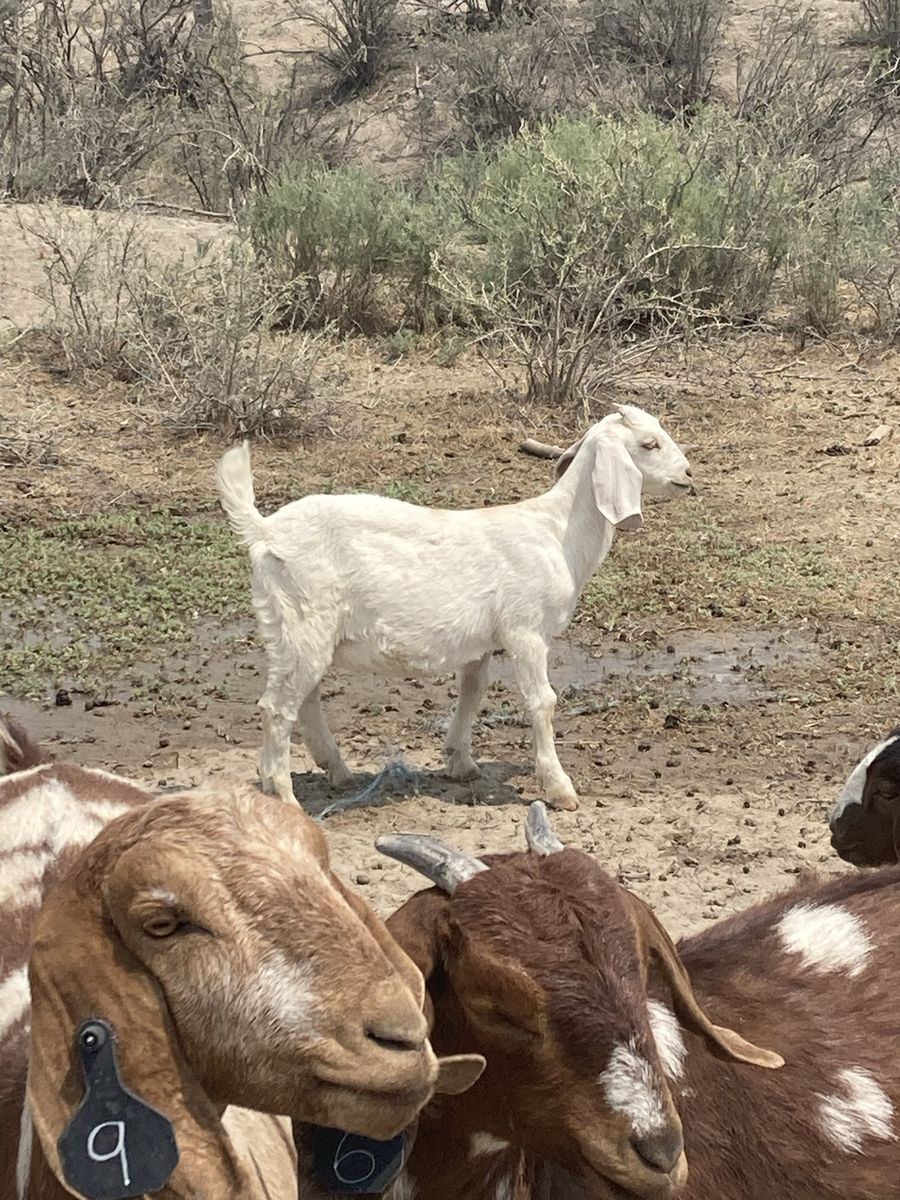 Boer doeling