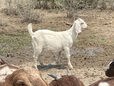 Boer doeling