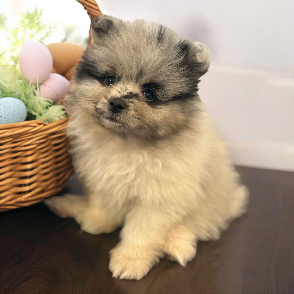 AKC Male Pomeranian Puppy