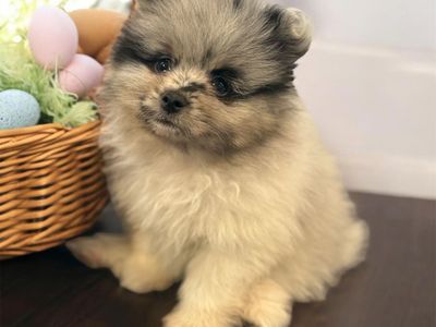 AKC Male Pomeranian Puppy
