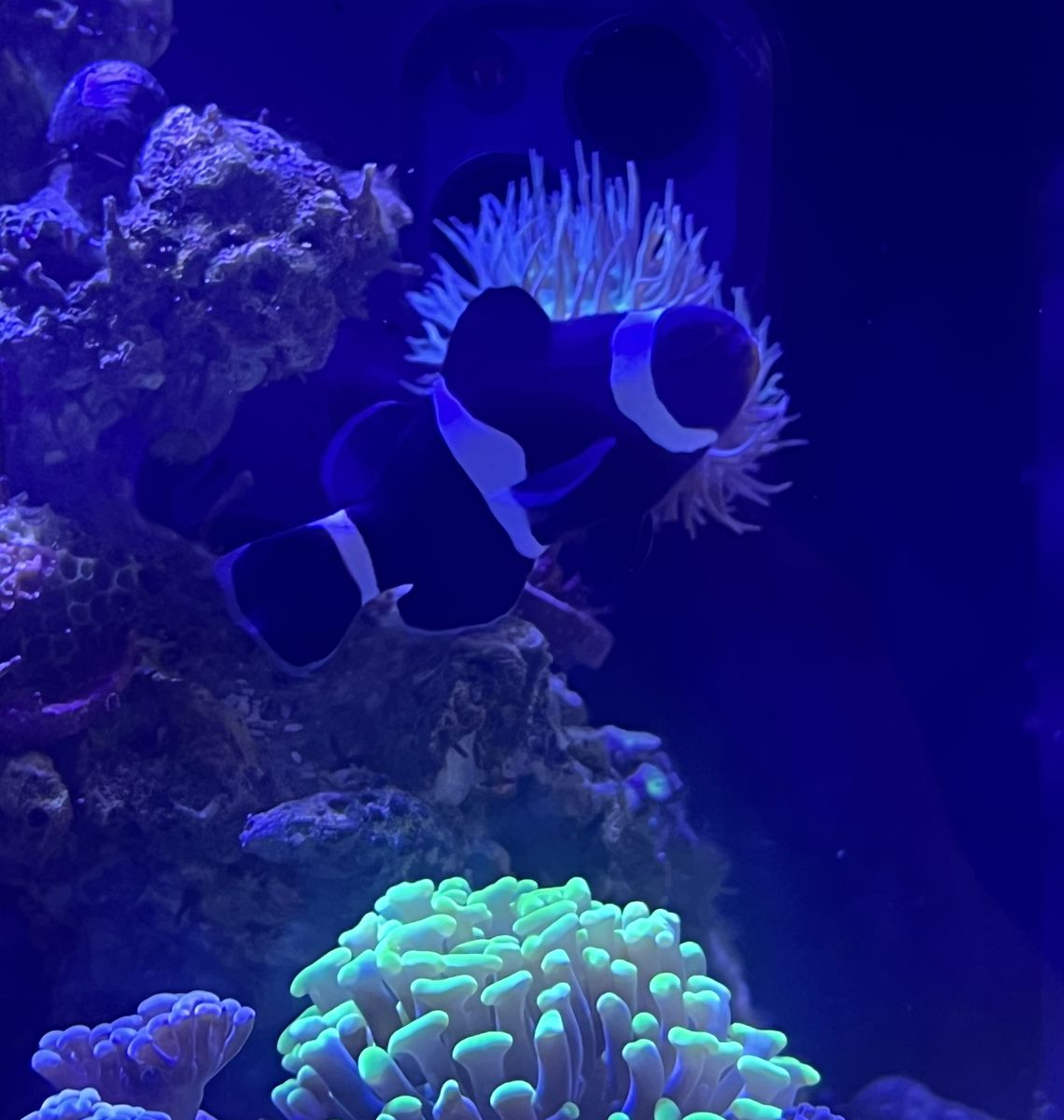 Darwin Ocellaris Clownfish - Aquacultured