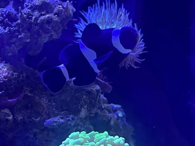 Darwin Ocellaris Clownfish - Aquacultured