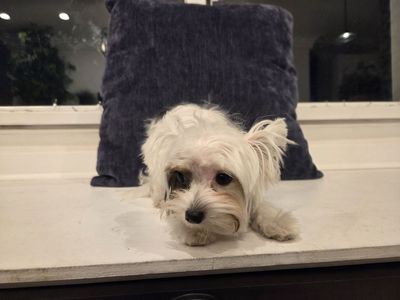 Beautiful Male Parti Yorkie